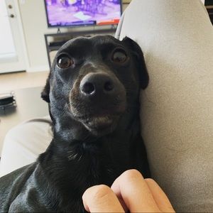 Meet your Posher, Steve